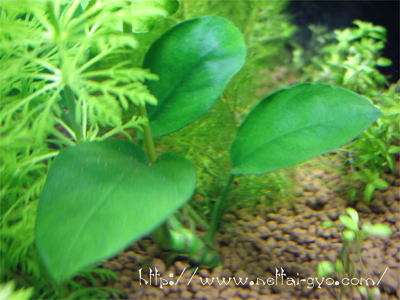 アヌビアス・ナナ