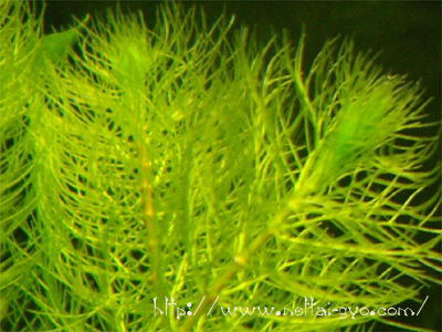 ミリオフィラム